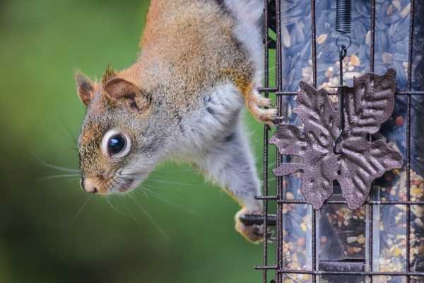 Squirrel-proof your bird feeder with these tips.